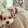 Traveling with Your Dog During the Holidays