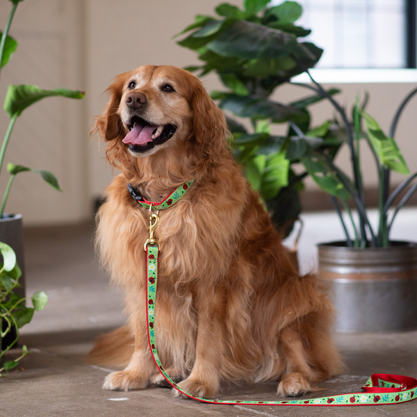Ladybugs Wide Dog Collar