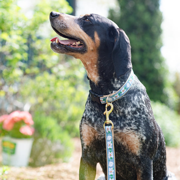 Magnolia Wide Dog Collar