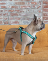 Dog and Puppy Harnesses
