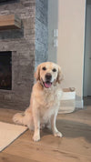 Heart of Gold Dog Collar