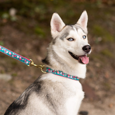 Up Country Cherry Blossoms Dog Collar 