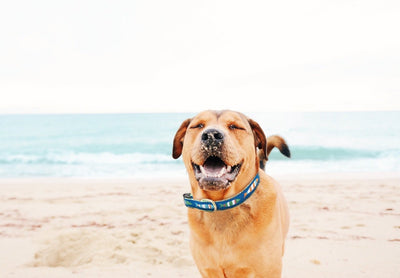 Funky Fish Dog Collar