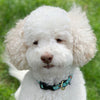 Garden Pawty Dog Collar