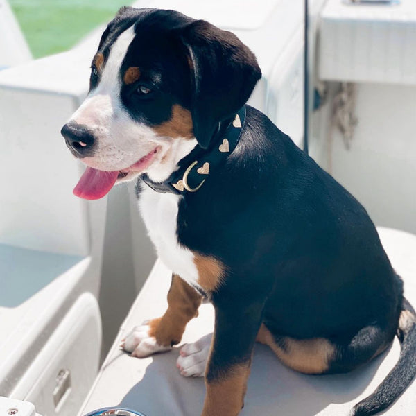Heart of Gold Dog Collar
