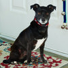 No Bones About It Small Breed Dog Collar
