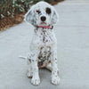 Pink Crush Dog Collar