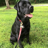 Red Bandana Dog Lead