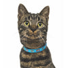 Tuna Cat Collar
